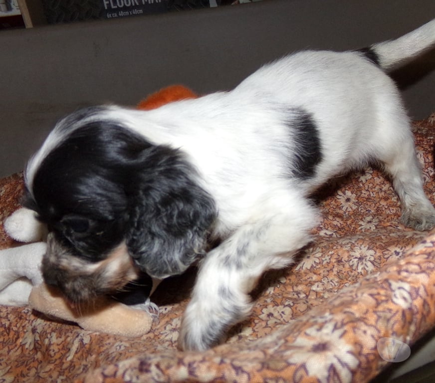 Vente Aisne Wassigny - 02630 - Photos Vivastreet cocker anglais spaniel