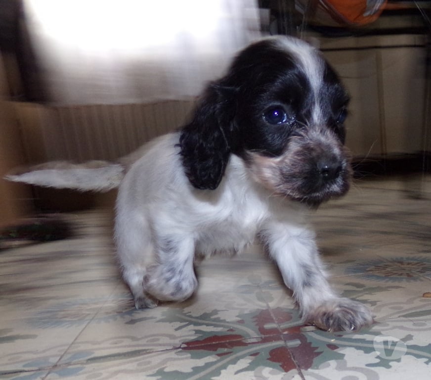 Vente Aisne Wassigny - 02630 - Photos Vivastreet cocker anglais spaniel