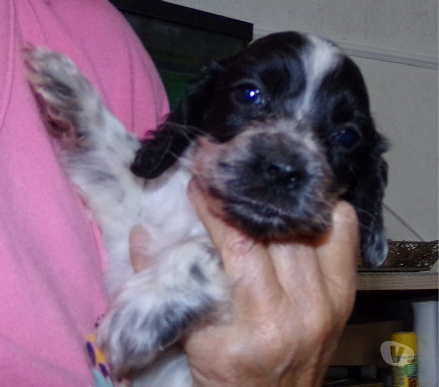 Vente Aisne Wassigny - 02630 - Photos Vivastreet cocker anglais spaniel
