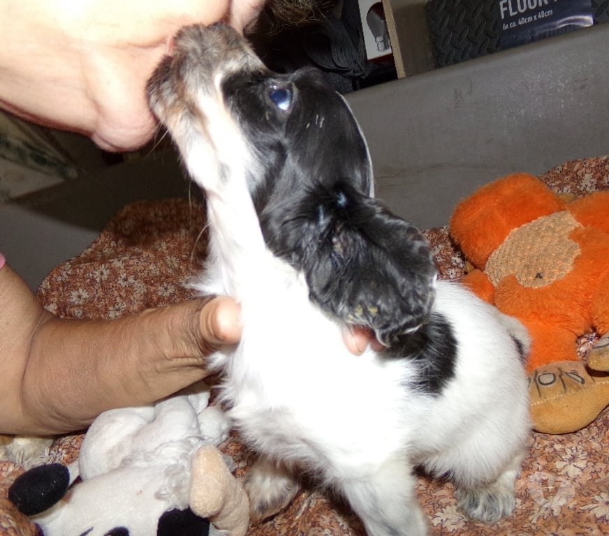 Vente Aisne Wassigny - 02630 - Photos Vivastreet cocker anglais spaniel