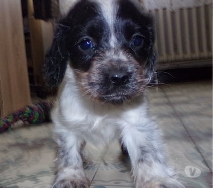 Vente animaux Wassigny Aisne - Photos Vivastreet cocker anglais spaniel