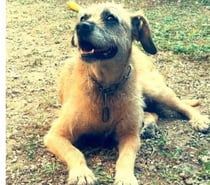 Chien LILA à l adoption
