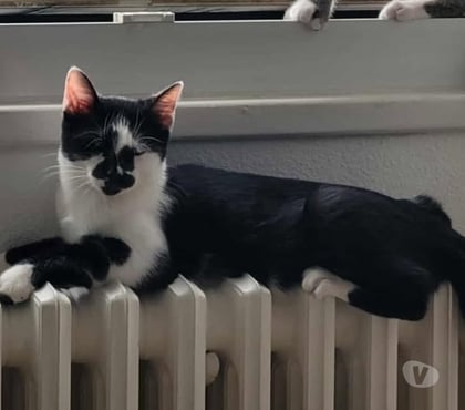 Adoption animaux St Paul Trois Chateaux Drôme - Photos Vivastreet Chat BERNARD à l adoption