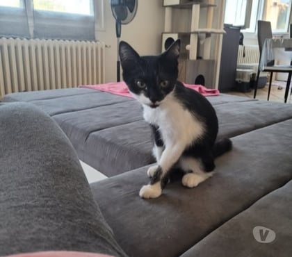 Adoption animaux St Paul Trois Chateaux Drôme - Photos Vivastreet Chat BIANCA à l adoption