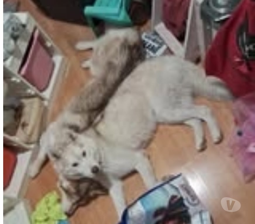 Don animaux Isère St Guillaume - 38650 - Photos Vivastreet Chien TYetTOUNDRA à l adoption