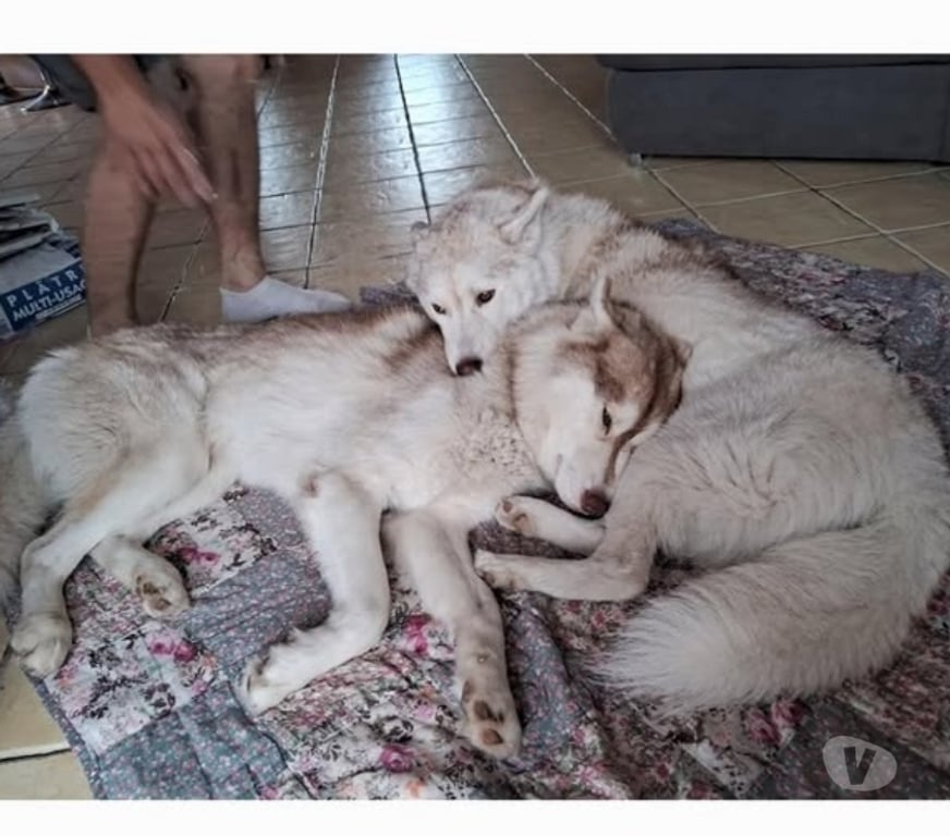 Don animaux Isère St Guillaume - 38650 - Photos Vivastreet Chien TYetTOUNDRA à l adoption