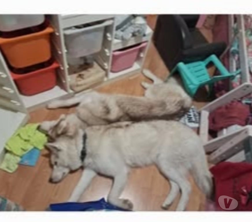 Don animaux Isère St Guillaume - 38650 - Photos Vivastreet Chien TYetTOUNDRA à l adoption