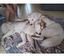 Chien TYetTOUNDRA à l adoption