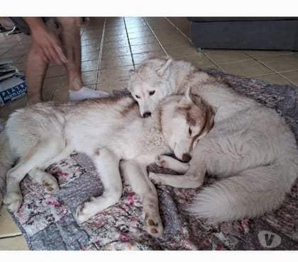 Don animaux St Guillaume Isère - Photos Vivastreet Chien TYetTOUNDRA à l adoption