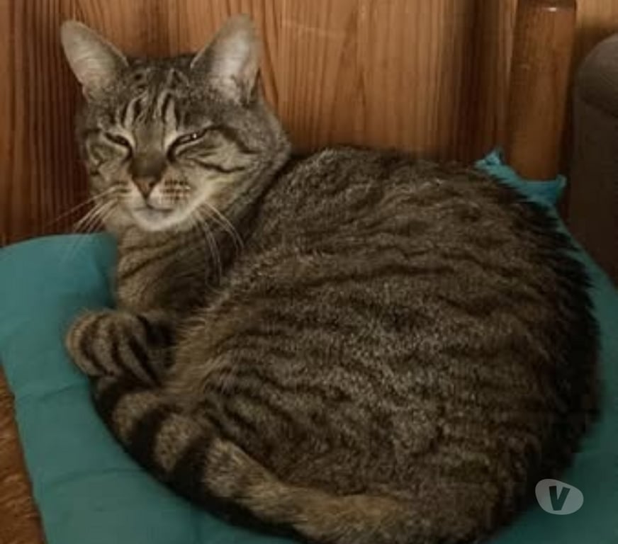 Don animaux Drôme Romans sur Isere - 26100 - Photos Vivastreet Chat KINDER à l adoption