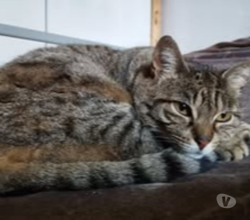 Don animaux Drôme Romans sur Isere - 26100 - Photos Vivastreet Chat KINDER à l adoption