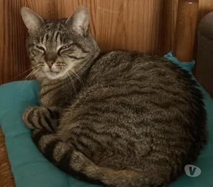 Adoption animaux Romans sur Isere Drôme - Photos Vivastreet Chat KINDER à l adoption