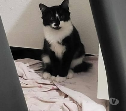 Don animaux St Paul Trois Chateaux Drôme - Photos Vivastreet Chat POMPON à l adoption