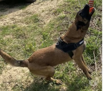 Adoption animaux Roussillon Isère - Photos Vivastreet Chien NARCO à l adoption