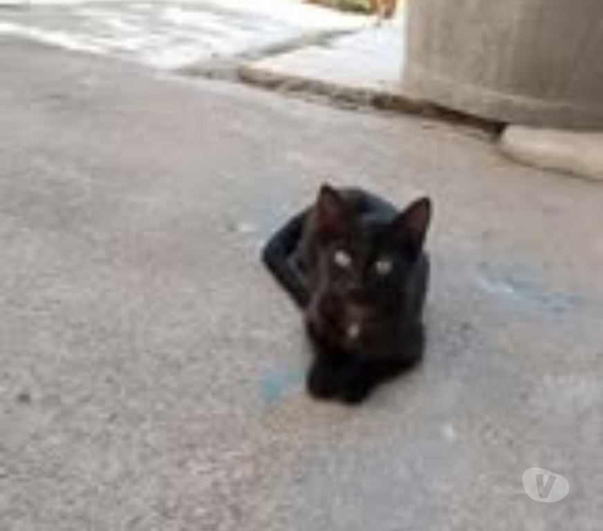 Don animaux Ardèche Banne - 07460 - Photos Vivastreet Chat VOLTA à l adoption