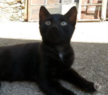 Adoption animaux Banne Ardèche - Photos Vivastreet Chat VOLTA à l adoption