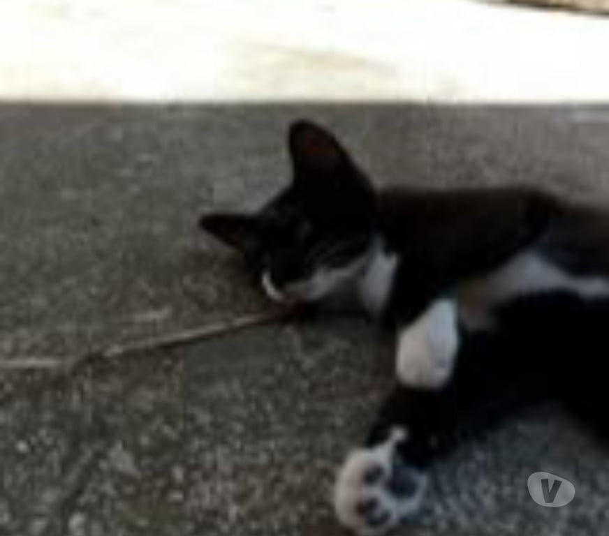 Don animaux Ardèche Banne - 07460 - Photos Vivastreet Chat SACHA à l adoption