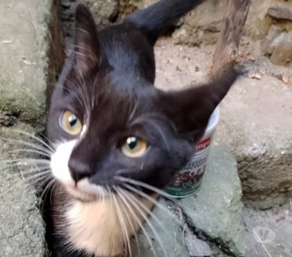 Don Banne Ardèche - Photos Vivastreet Chat SACHA à l adoption