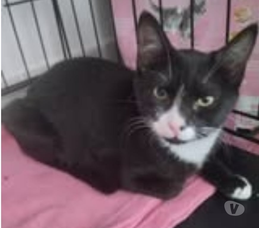 Don animaux Drôme Cleon d'Andran - 26450 - Photos Vivastreet Chat PETALE à l adoption