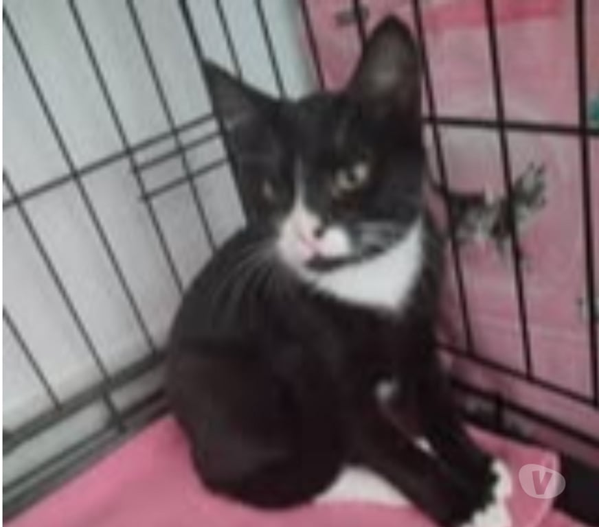 Don animaux Drôme Cleon d'Andran - 26450 - Photos Vivastreet Chat PETALE à l adoption