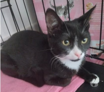 Don animaux Cleon d'Andran Drôme - Photos Vivastreet Chat PETALE à l adoption