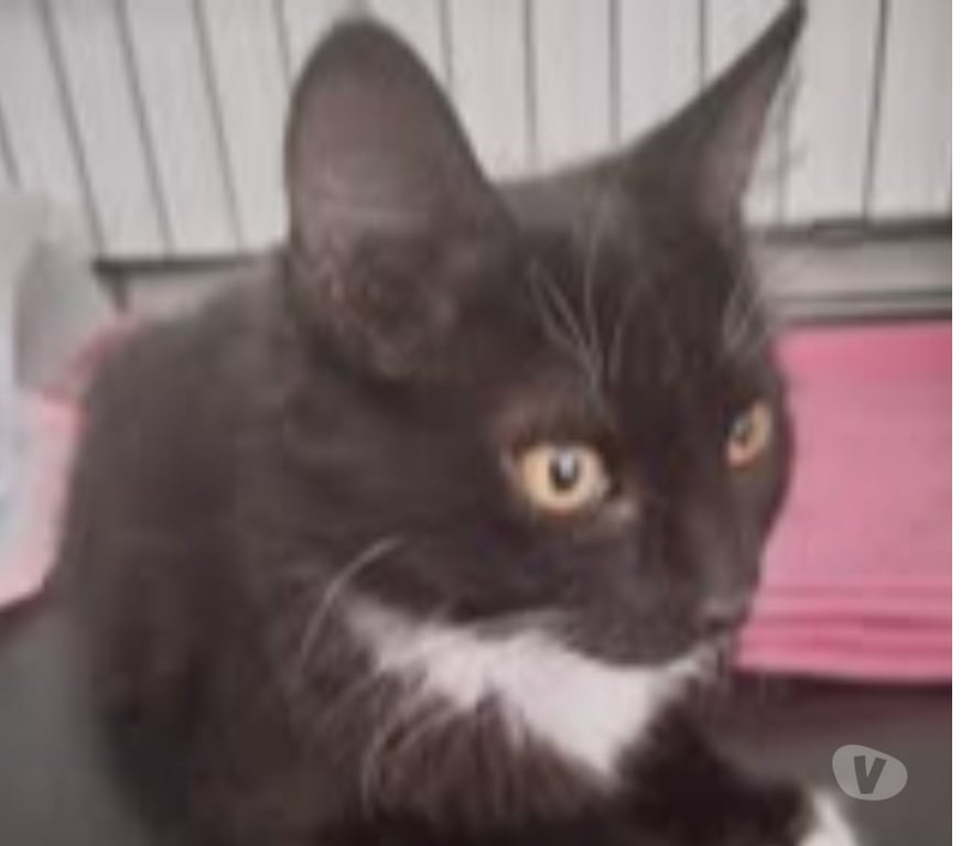 Don animaux Drôme Cleon d'Andran - 26450 - Photos Vivastreet Chat FLEUR à l adoption