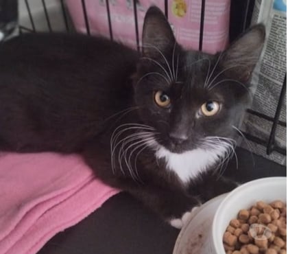 Adoption animaux Cleon d'Andran Drôme - Photos Vivastreet Chat FLEUR à l adoption