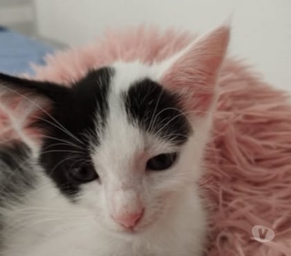 Don animaux Charpey Charpey - Photos Vivastreet Chat ALTESSE à l adoption