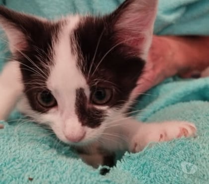Adoption animaux Charpey Charpey - Photos Vivastreet Chat ACUNA à la réservation