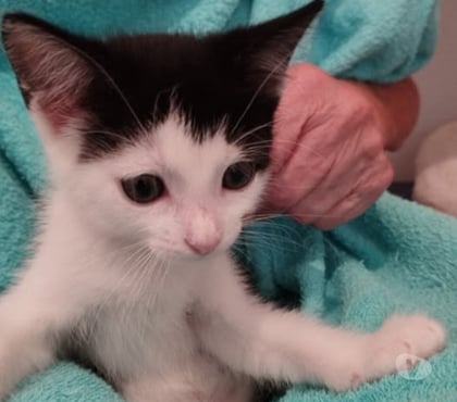 Adoption animaux Charpey Charpey - Photos Vivastreet Chat ANKO à la réservation