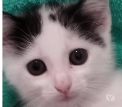 Adoption animaux Charpey Charpey - Photos Vivastreet Chat AMOUR à la réservation