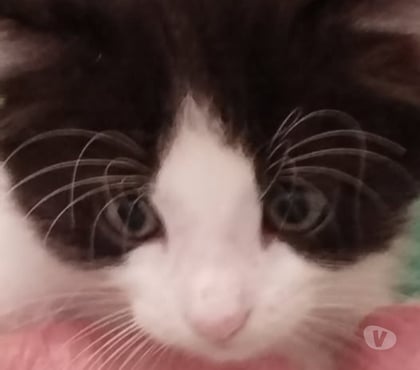 Adoption animaux Charpey Charpey - Photos Vivastreet Chat AIME à la réservation