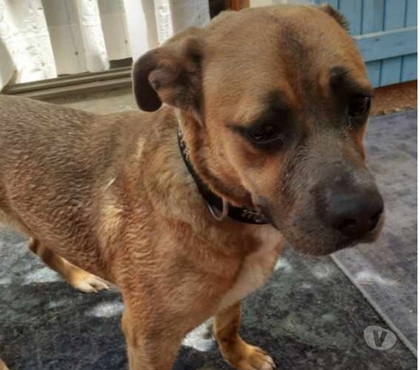 Don animaux Perpignan Perpignan - Photos Vivastreet ARLETTI, chienne type boxer, 1 an non lof