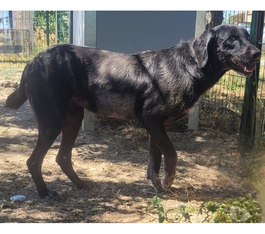 Don animaux Hérault Beziers - 34500 - Photos Vivastreet ALOHA, chienne type labrador 8 ans non lof