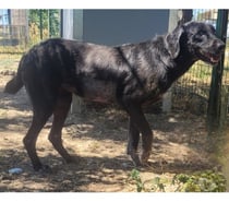 ALOHA, chienne type labrador 8 ans non lof