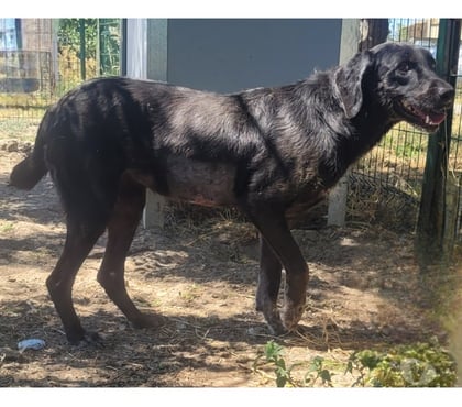 Adoption animaux Beziers Hérault - Photos Vivastreet ALOHA, chienne type labrador 8 ans non lof