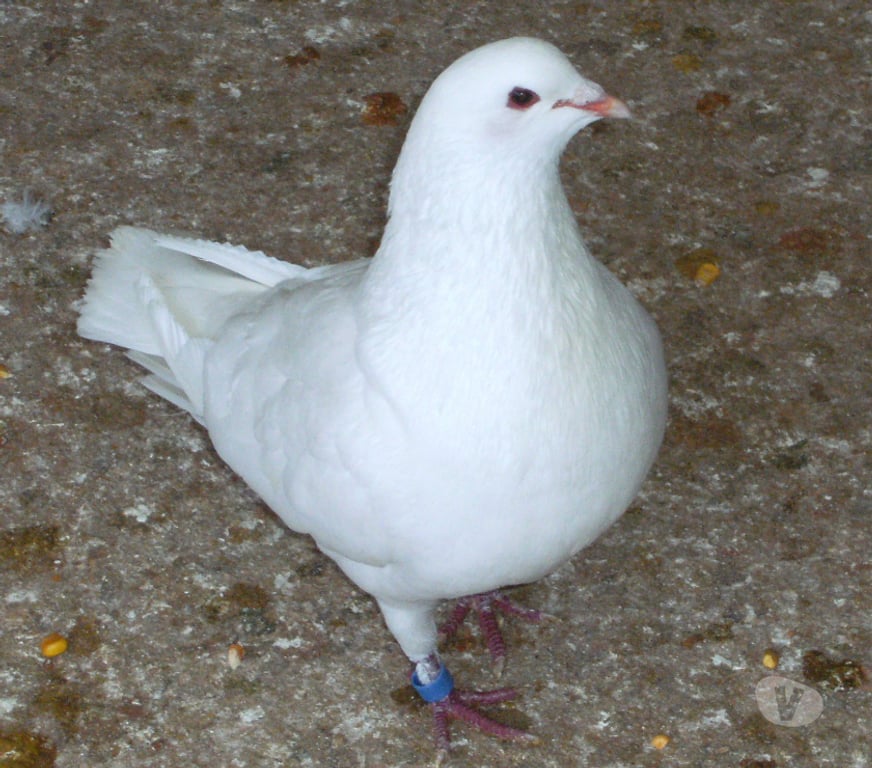 Vente Seine-et-Marne Bagneaux sur Loing - 77167 - Photos Vivastreet Pigeons reproducteurs hubbell blanc