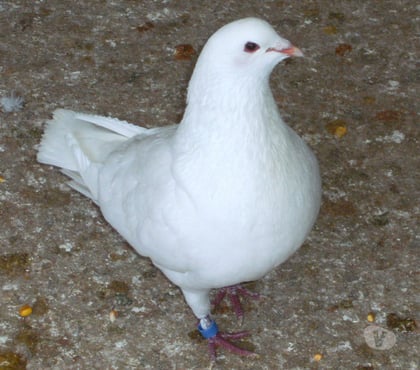 Vente animaux Bagneaux sur Loing Seine-et-Marne - Photos Vivastreet Pigeons reproducteurs hubbell blanc