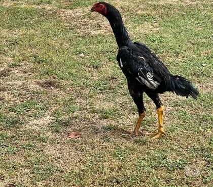 Vente animaux Brive la Gaillarde Corrèze - Photos Vivastreet Coq shamo turc et pur turc