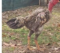 Coq poule américain Thaïlande 1ans