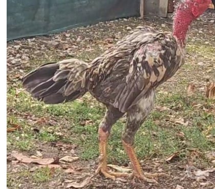 Vente animaux Reignac Charente - Photos Vivastreet Coq poule américain Thaïlande 1ans