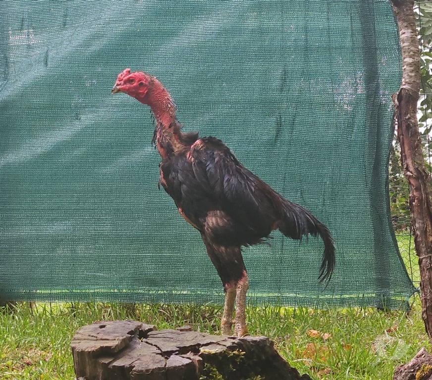 Vente Charente Reignac - 16360 - Photos Vivastreet Coq viet réunion 8 mois