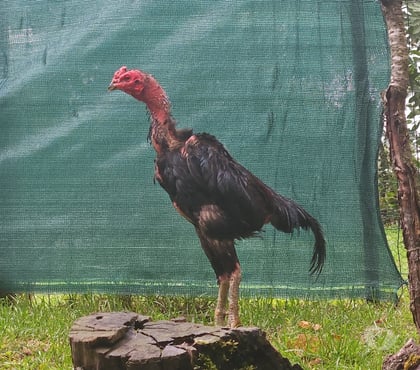 Vente Reignac Charente - Photos Vivastreet Coq viet réunion 8 mois