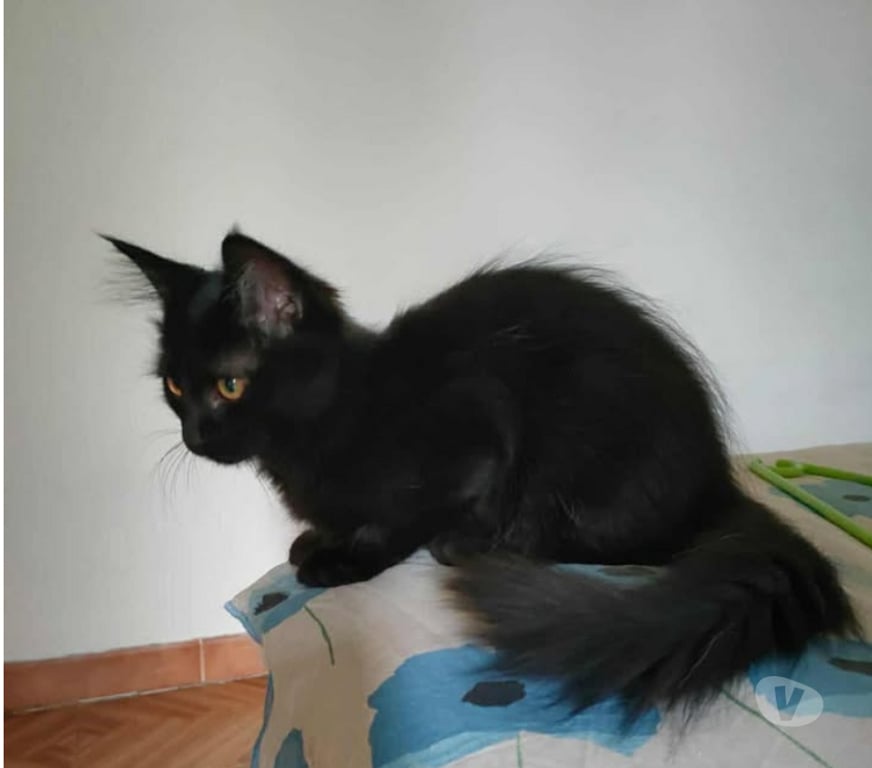 Don animaux Aude Carcassonne - Photos Vivastreet Denzel jeune chat noir poils longs mois adorable a adopter