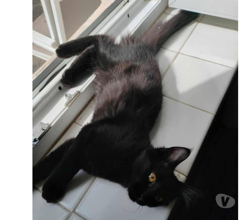 Don animaux Aude Carcassonne - Photos Vivastreet Denzel jeune chat noir poils longs mois adorable a adopter