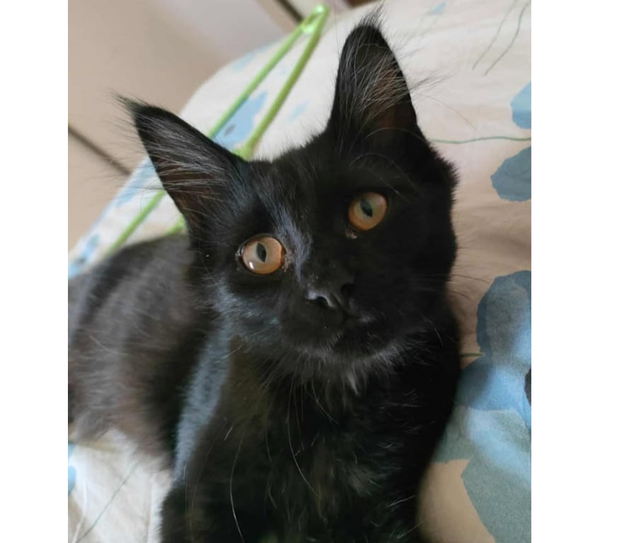Don animaux Aude Carcassonne - Photos Vivastreet Denzel jeune chat noir poils longs mois adorable a adopter