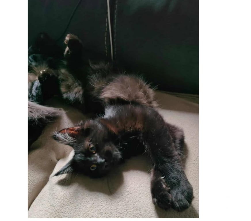 Don animaux Aude Carcassonne - Photos Vivastreet Denzel jeune chat noir poils longs mois adorable a adopter