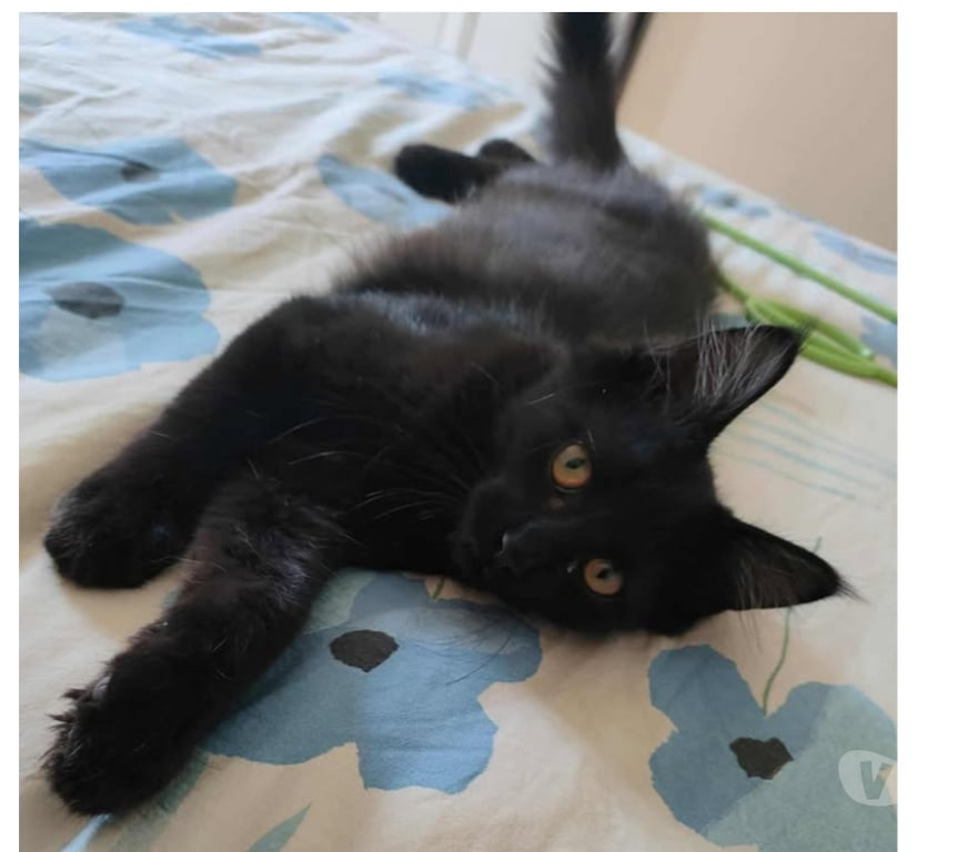 Don animaux Aude Carcassonne - Photos Vivastreet Denzel jeune chat noir poils longs mois adorable a adopter