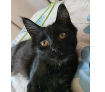 Denzel jeune chat noir poils longs mois adorable a adopter