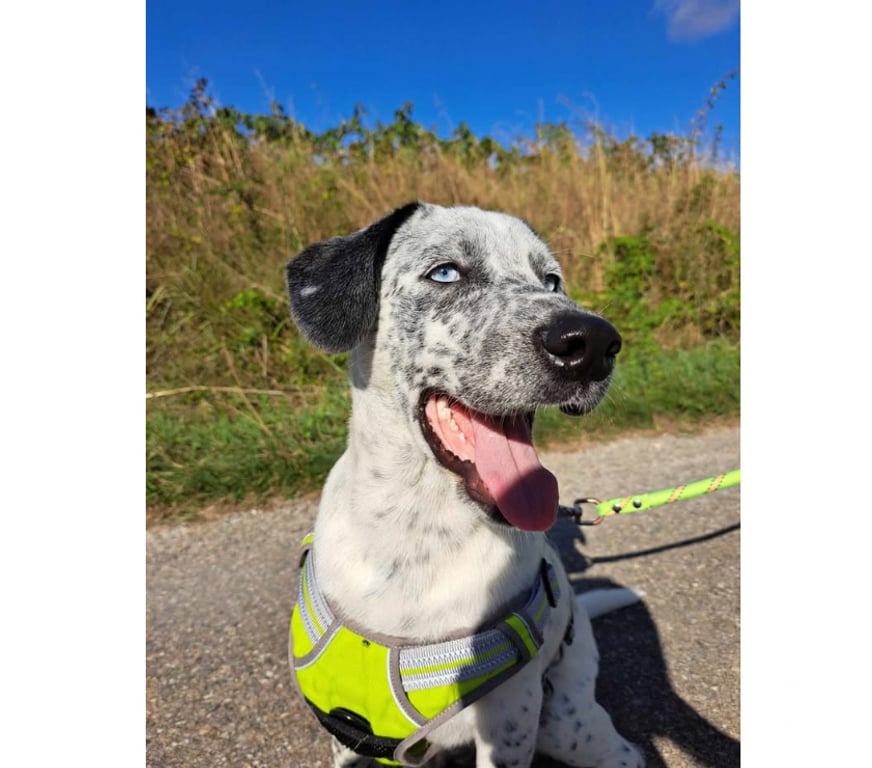 Don animaux Aude Carcassonne - Photos Vivastreet Gianni chiot 4 mois sociable cherche adoptants serieux